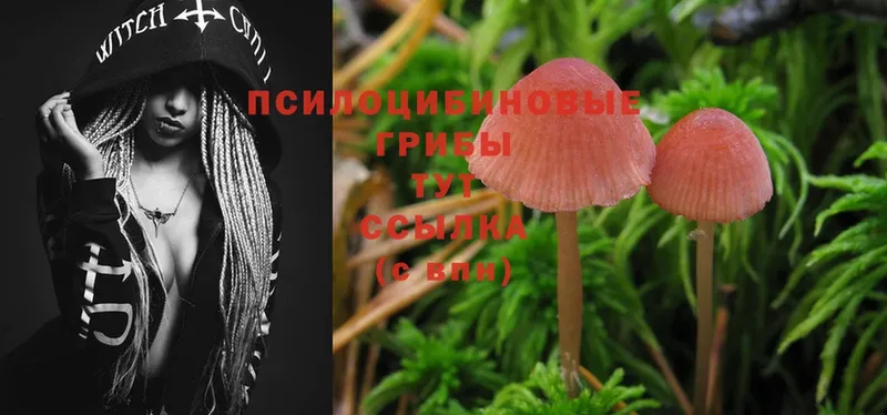 купить закладку  Каргат  Псилоцибиновые грибы Psilocybe 